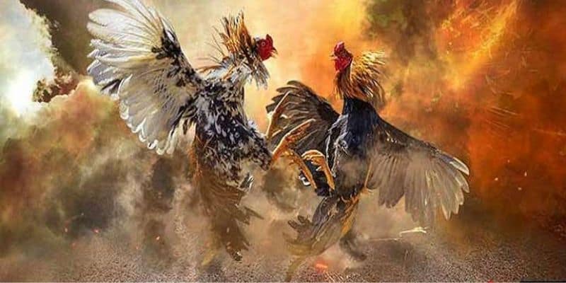 Những câu hỏi liên quan đến sảnh cược này