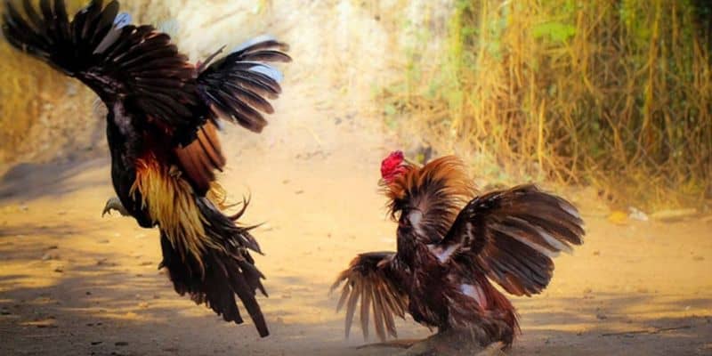Một số sản phẩm thú vị có mặt tại sảnh cược này