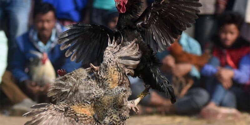 Đá gà 88 nơi đây cung cấp những siêu phẩm đá gà hấp dẫn cho anh em