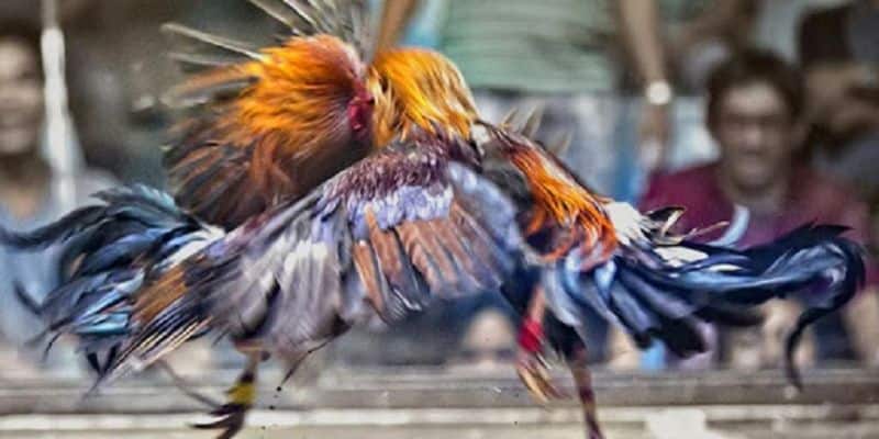 Một số lưu ý khi tham gia vào các nhà cái này