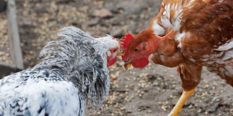 Lựa chọn đúng cửa cược khi chơi đá gà